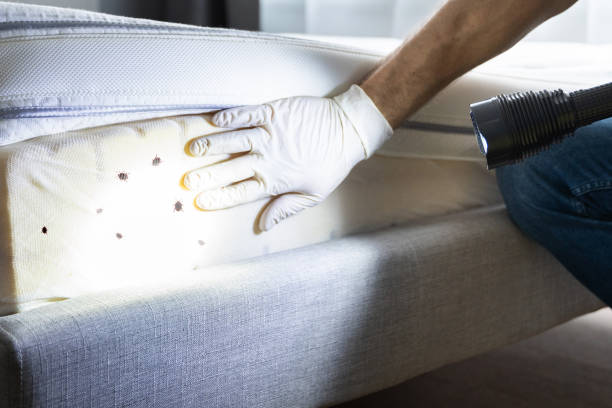 Best Bed Bug Extermination  in Lyndhurst, VA